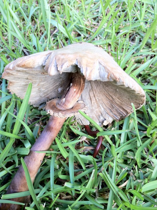 El Hongo y el Gongolí.