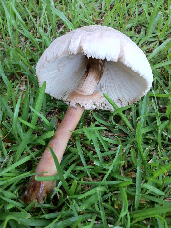 Under my unmbrella, ella, ella, ella...