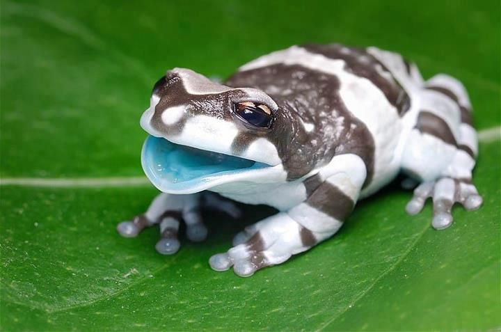 This is a Milk Frog; native to the Amazon Rainforest. 