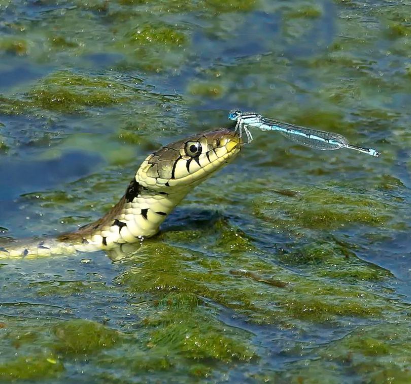 The Snake and The Dragonfly. Both animals are predators.