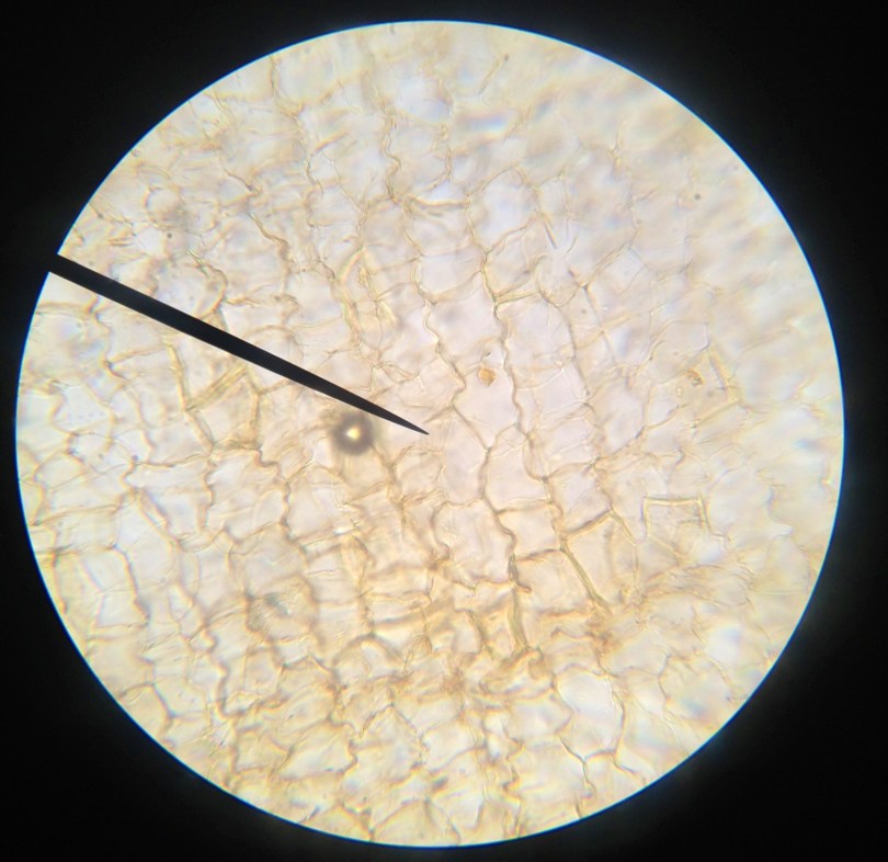 Cork Cells at 4X. 