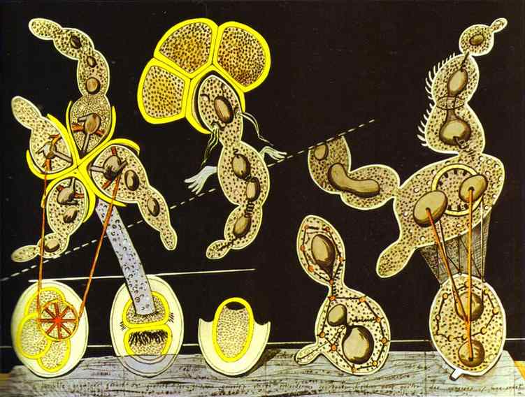 Max Ernst, The Gramineous Bicycle Garnished with Bells the Dappled Fire Damps and the Echinoderms Bending.   This piece clearly suggest cell morphology. 