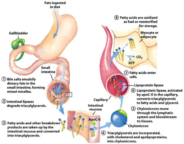 What type of metabolic pathway is illustrated here? 