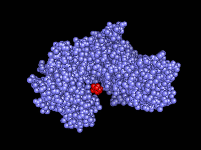 This is a 3D filled model of an enzyme called Hexokinase. Why are proteins important for life? 