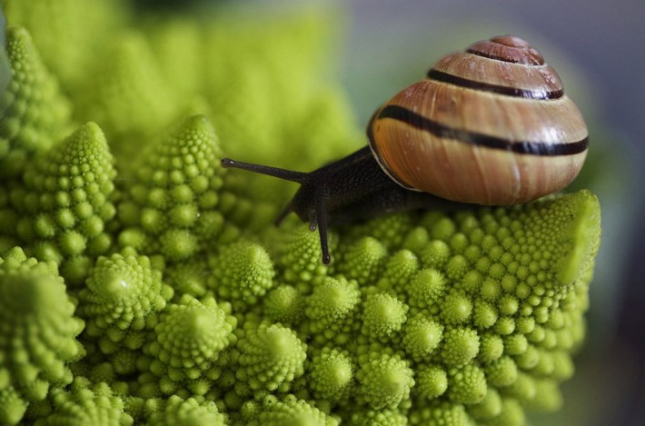 Spirals the brocoli and the snail