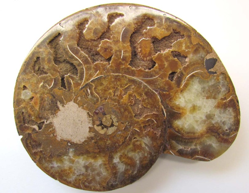 Ammonites