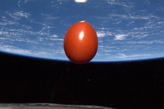 This is a tomato orbiting Earth: "It’s a snap from Japanese astronaut Koichi Wakata aboard the International Space Station. He tweeted the photo writing: "One fresh tomato for dinner makes us happy in space. It came up with us on Soyuz TMA-11M."