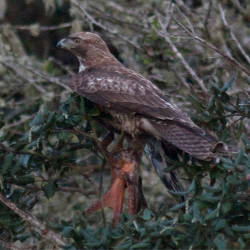 The natural predator of paxarbolis is the hawk. 