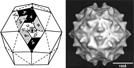 "Schematic diagram (left) and cryoreconstruction (right) of the ssRNA insect virus FHV (family Nodaviridae). The capsid of FHV consists of 180 copies of a single subunit arranged with T=3 icosahedral symmetry."--Via. 