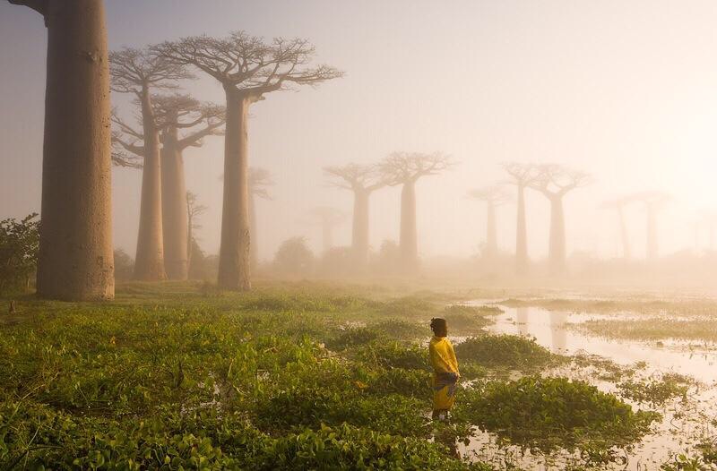 These are baobabs trees in a forest in Madagascar--part of Africa, and a huge island. Some of the trees are over 1,000 years old. 
