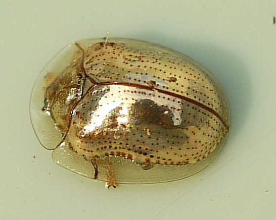 Charidotella sexpunctata. This arthropod has an exoskeleton made out of chitin 