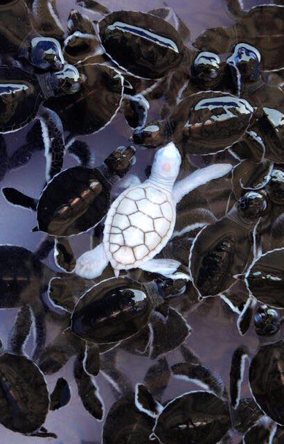 Evolution Albino turtle