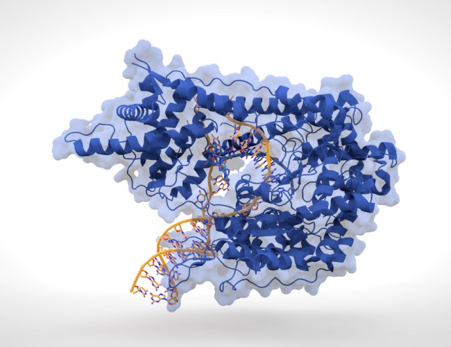 Remember this Mother's Day to give thanks to your mom for this enzyme. 