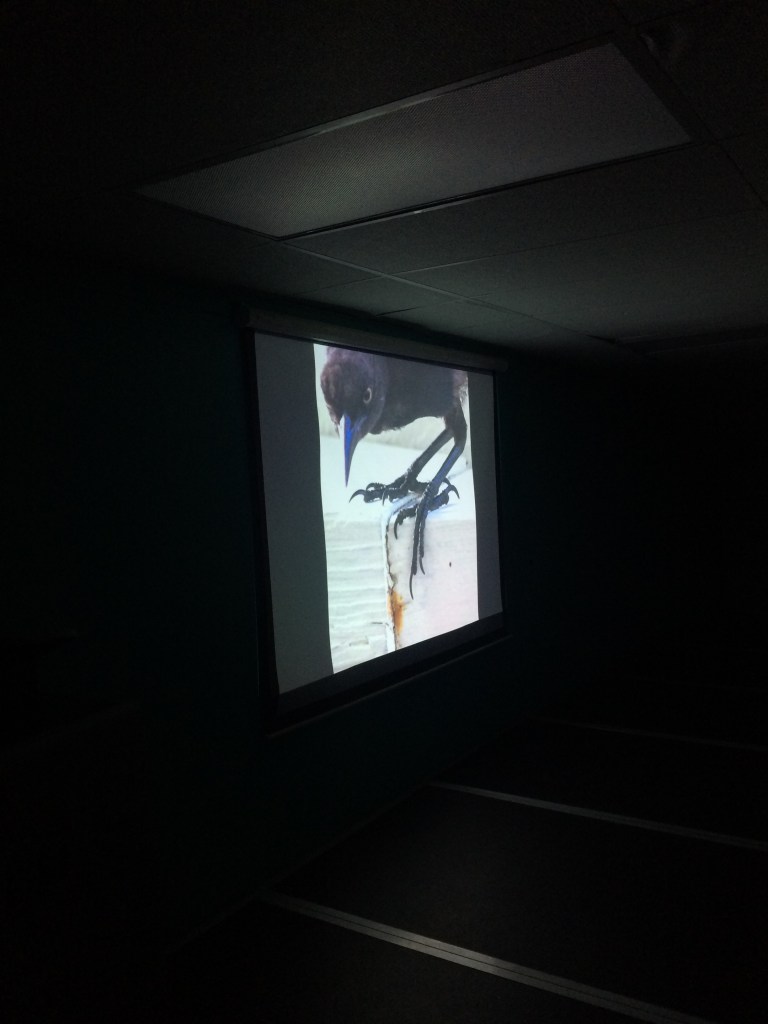 Careful observations of the legs of this bird show that birds and dinosaurs share common ancestry. 