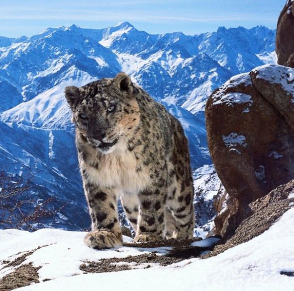 snow-leopard